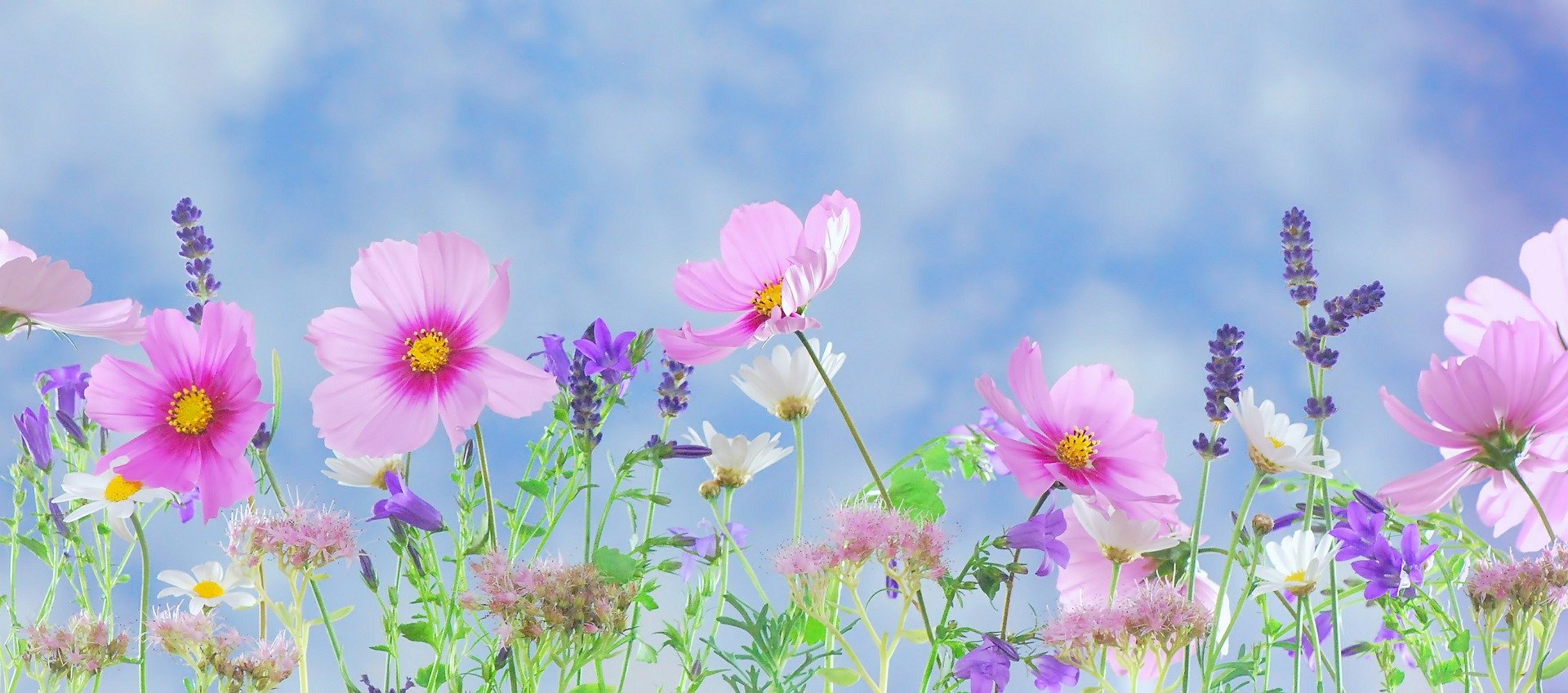 Blumen (c) pixabay